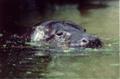 Pygmy hippo 